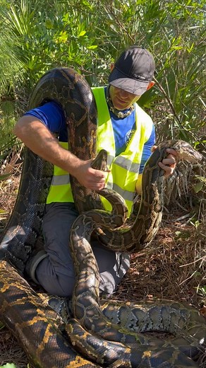 Christopher Gillette on Instagram: "Giant pythons in the Everglades!! Burmese pythons are an invasive species in South Florida, and me and @snakeaholic are doing our part out here to try to save our native wildlife and remove these environmentally damaging Pythons. After official measurements the larger one came in at 16ft and 123lbs and the “smaller” males at 11 & 9 feet! The amount of native animals consumed to reach these sizes is staggering, one publication estimated five 5ft alligators bein