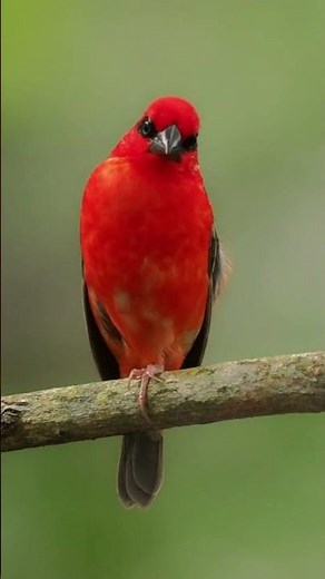 Beautiful Birds Chirping | Stress Relief | Relaxing Birds Sound | Calming Nature Sounds