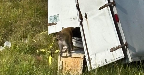 2nd escaped monkey killed as search continues after Mississippi crash