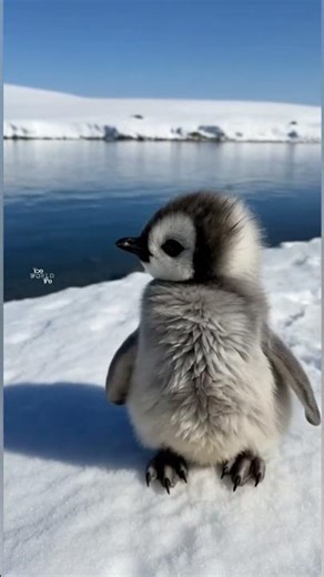 A cute penguin story 🧊 part - 1 pls comment