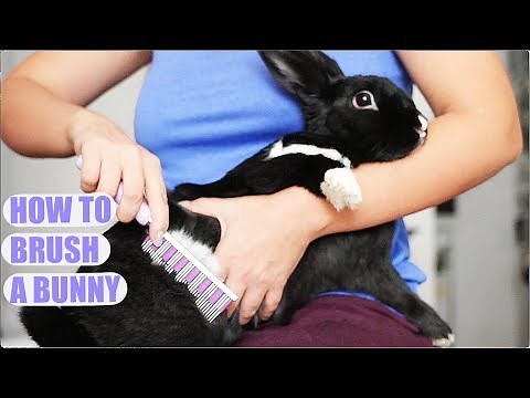 How to Properly Brush a Rabbit