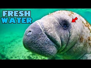 Fresh Water Documentary Our planet