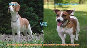 Beagle vs. Jack Russell Terrier: A Comparison of Beloved Dog Breeds