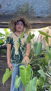 GREEN EMERALD PHILODENDRON #luckyplants #pampaswerte #swerte #indoorplants #luckyplant#PlantTrends2024 #GreenThumb #IndoorJungle #UrbanGardening #PlantObsession #BotanicalLove #PlantLife #NatureLovers #LeafyGoodness #verticalgarden #halamananfestival #pothos #moneyplant #aroids #Plants #Garden #Gardening #halamanan #PinoyPlantito #Markofthejungleplants#cactus #succulents #houseplants #cartips #propagations #indoorplants #Plantito #Garden #goldenpothos #gardendecorationideas #gardentour #gardenid