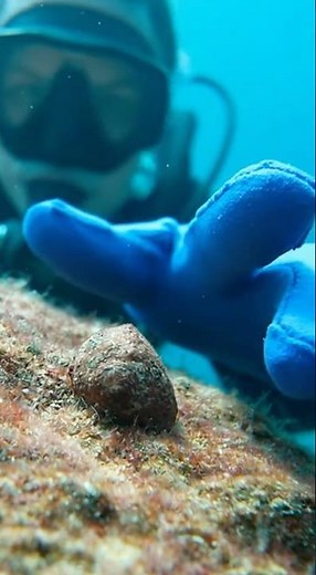 You Won't Believe What Opened Up! 🤯 Stunning Purple Sea Creature! #shorts #viral #animals