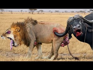 Wild Masai Mara – Where Only the Strongest Survive | WILDLIFE DOCUMENTARY