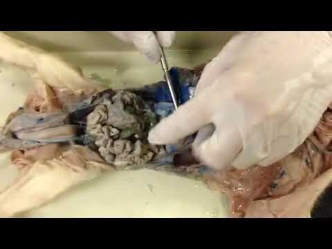 Fetal Pig Dissection 2