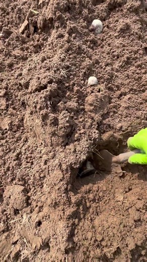 Potato Planting Time!