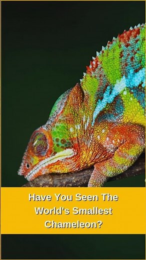 Incredibly Small! The World's Smallest Chameleon