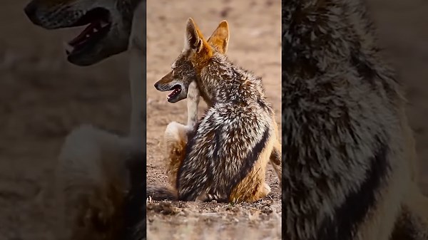 Have you ever heard about the iconic swamp cat?