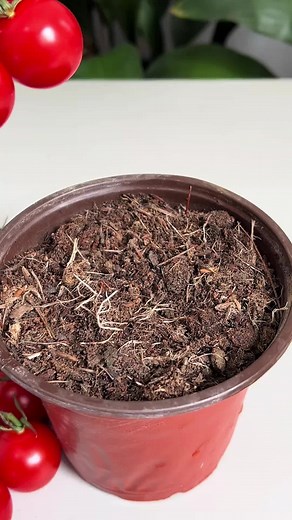 4月盆栽小番茄收11串：家庭阳台种植经验