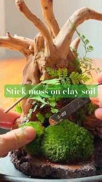 how to stick moss vertically quickly with red clay #terrarium #moss