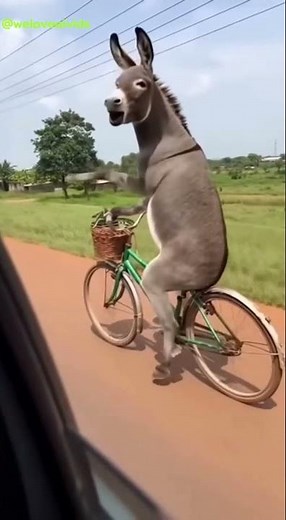 TOP HILARIOUS FUNNY COMPILATION 😆 | Funniest Moments Ever Caught on Camera! (Try Not to Laugh)