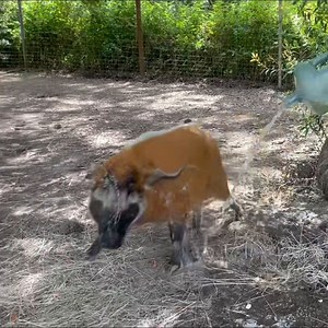 8.2K views · 298 reactions | Yam’s ultimate pinata challenge! Our...