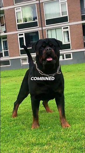 Which Rottweiler Type Is Right For You?