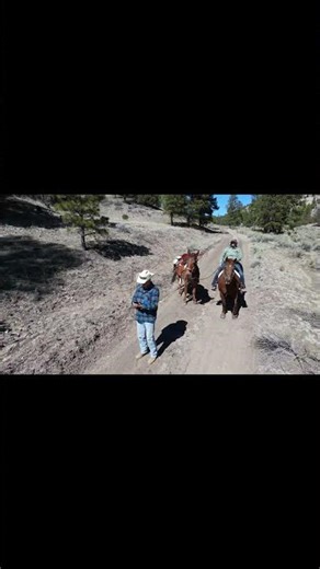 Almost Crashed Drone Into the Wife's Horse!