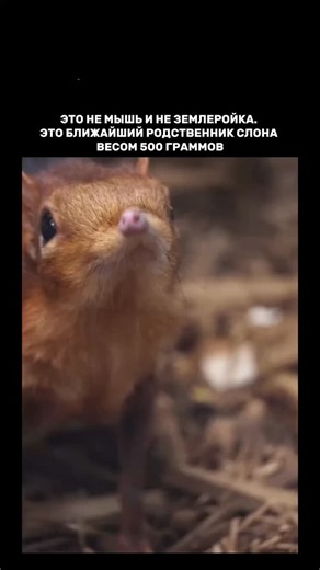 Factamero on Instagram: "Прыгунчик (Rhynchocyon) генетически ближе к слонам, ламантинам и трубкозубам, чем к любому грызуну. Общий предок жил 80 миллионов лет назад. Гибкий нос работает как хобот в миниатюре: вращается, нюхает, раскапывает насекомых в листовой подстилке. Сердце бьётся 600 раз в минуту. Задние ноги длиннее передних, как у кенгуру, отсюда и скорость до 28 км/ч. Их считали вымершими на 50 лет. В 2020-м обнаружили в Джибути живую сомалийскую популяцию. Автор видео неизвестен. Если в