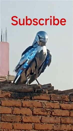 #RoboHawk #CyberHawk #MechaHawk #HawkBot #Steel Hawk