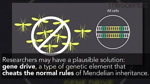 4.7K views · 369 reactions | Using Gene Drives to Limit the Spread of...