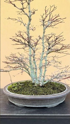 CEPPAIA BONSAI