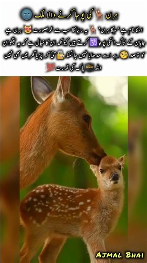 The Sika Deer that is Worshipped 🦌#deer #naturefacts #nature #wildlife #shorts