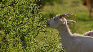 Goat is Eating Plant Leaves in Nature