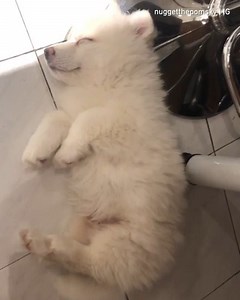 3.3K views · 275 reactions | Sleepy time  --- Find your pet sitter in just the wag of a tail! https://bit.ly/3kR8zLx  @nuggetthepomsky | Holidog | Facebook