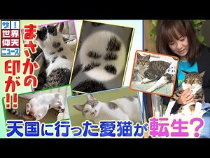 【感動の実話】天国へ行った家族が帰ってきた？【ザ！世界仰天ニュース】