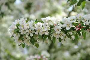 The ornamental value of crab apples