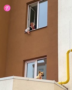 Man rescues dog from canopy | Fabiosa Digest
