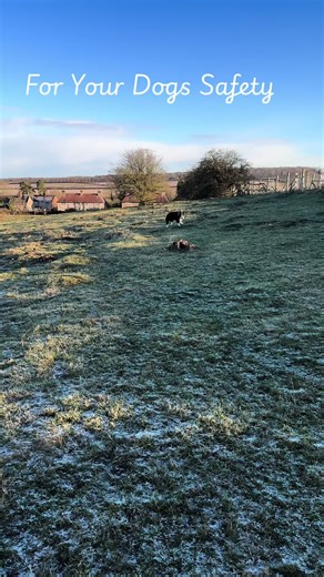 This collar is perfect for your dogs safety & your peace of mind! It’s specifically designed to hold an Apple air tag, so you can get your dogs exact location on your phone 24/7 They are fantastic quality & are well & truly built to last #tiktokmademebuyit #dogtok #dogsafety #dogrecalltraining #airtagpets