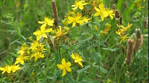 Hypericum is a medicinal plant. It grows on the edges of the forest, meadows and abandoned fields.