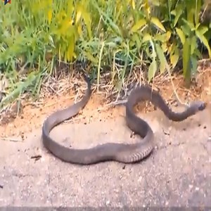 SNAKE VS CHAMELEON MOMENTS | Animals Diary