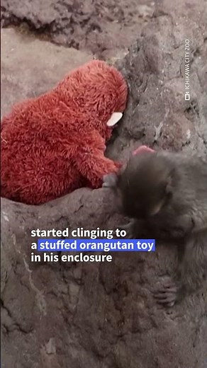 Hang in there Punch: Japanese monkey becomes social media sensation