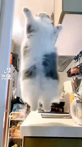 Funny Animals Tiktok Video Compilation ☺️👍🤣 | Animal's Look