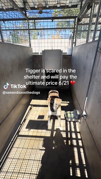 Tigger: Scared Shelter Dog Needs Urgent Rescue in LA