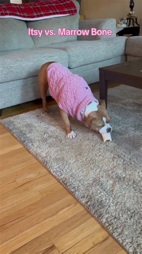 In today’s edition of Itsy vs. her own toys… she has found a much more formiddable opponent in her new marrow bone. While she hasn’t beaten her new foe yet, given her record of speed eating and toy destruction I have full confidence it’s only a matter of time! #itsy #rescuedog #dogsoftiktok #treats #bones