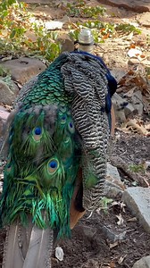 2.6K views · 545 reactions | #oklahomapeacocks My peacock Joseph doing a little preening in the wind! This is the time of the day that most of my birds will lay down in the sand! I hope your having a restful day! #peacocks #peacock #peacocksofinstagram #peacockfeathers #feathers #preening #peafowl #backyardbirds #birdsofindia #backyardchickens #petbirds #myfarm #backyardfarm #featheredfriend #poultry | Amy Mayfield | Facebook