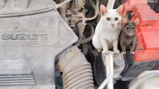 Ayyappan Subramani on Instagram: "“Cat bite damaged the O2 sensor or AC pipe. How can we prevent this?”#CarProblems #CarCareTips #AutoRepair #VehicleCare #CarMaintenance #MechanicLife #GarageLife#ReelsIndia #InstaReels #ViralReels #TrendingReels #ExplorePage #CarReels #AutoReels#IndianCars #CarOwnersIndia #AutoTipsIndia #DesiMechanic"