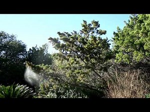 Exploding Mountain Cedar Tree