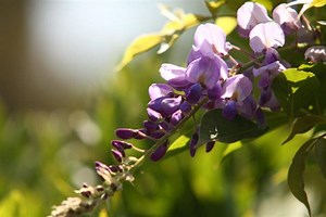 When to Prune Lilacs and Other Spring-Flowering Plants