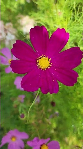 큰 화분에다 코스모스 씨앗을 파종하면 생기는 일 #봄준비 #nature #cosmos #Bee