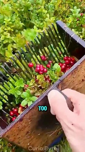 This $150,000 Job Comes With A Surprise: Spiders! 🕷️