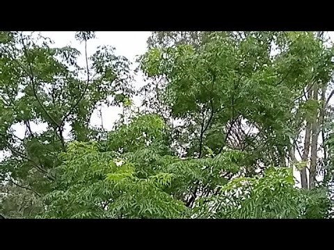 Australian Birds in Song White Noise for Relaxation, Study & Focus | Calming Nature Sounds