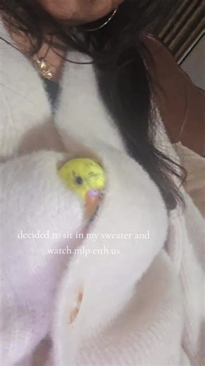 Cute Baby Budgies Enjoying MLP Time