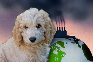 Personenkult vs. langweilige Fakten – ist der US-Wahlkampf besser als der deutsche?