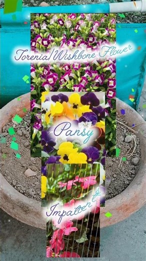 Shade Container Planting 🌿 | Torenia, Pansy & Impatiens#shorts#gardening#containergardening#shade