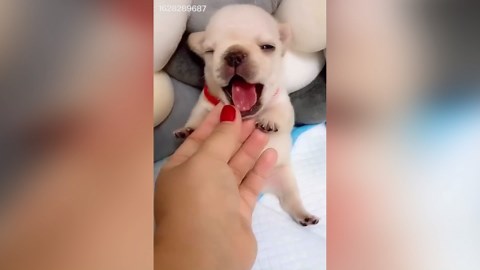 Goofy Dogs Doing Goofy Things – The Ultimate Funny Compilation!