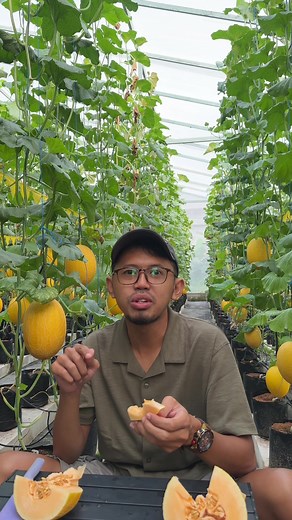 Melon kok kriuk koyo rambak ? 🤔 Ojo sampe kentekan melon e mantrifarm yo boloo catet tanggale 🗓️ : 25 - 27 Juni 2024 ⏱️ : 08.00 - 17.00 WIB 📍 : Maps “Manti melon farm 1” 💰 : 30K/kg Masuk gratis, Bayar buahnya saja. #agendasolo #melonhidroponiksolo #wisatapetikmelonsolo