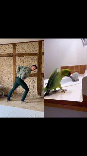 Parrot Darwin taught me choreo 😂 | Kamil ''Sfinks'' Szpejenkowski